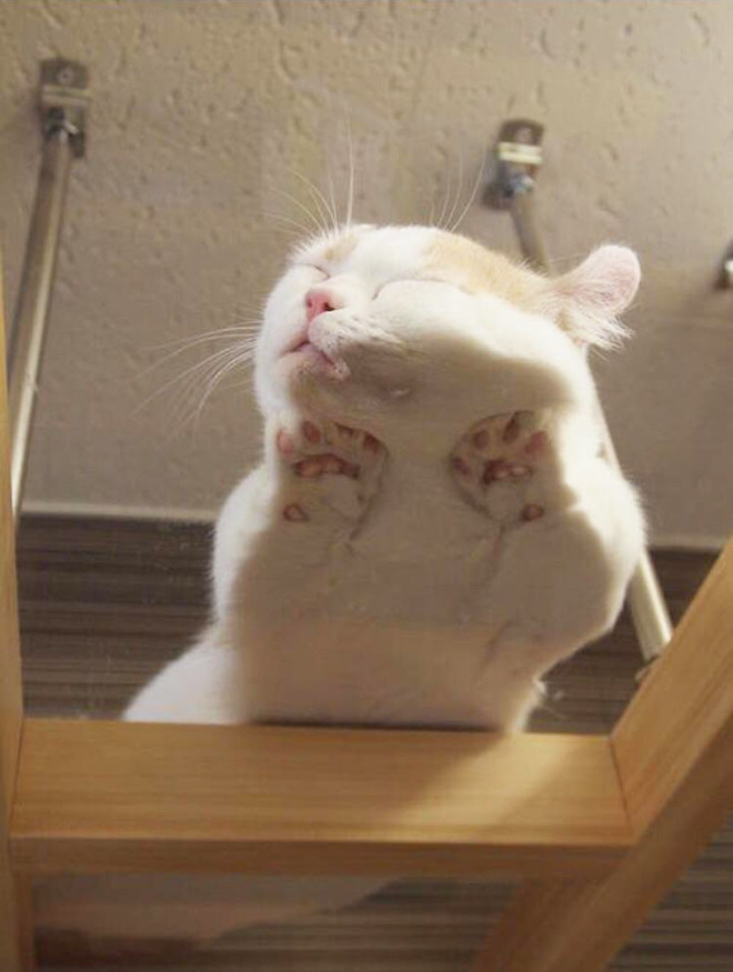 Funny cat sleeping on a glass table.