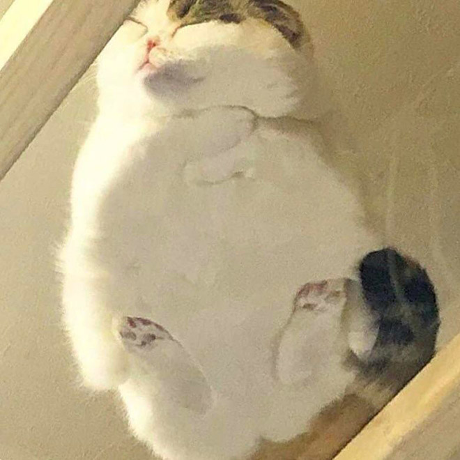 Fat cat sleeping on a glass table.