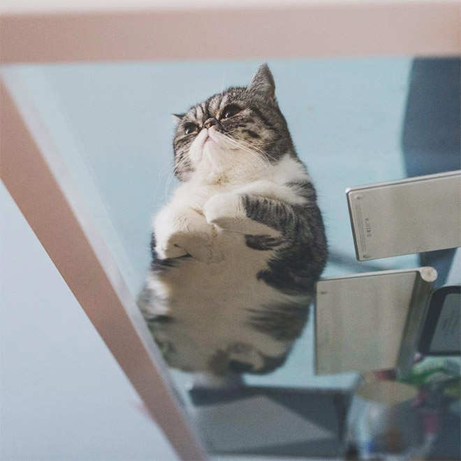 Funny cat laying on a glass table.