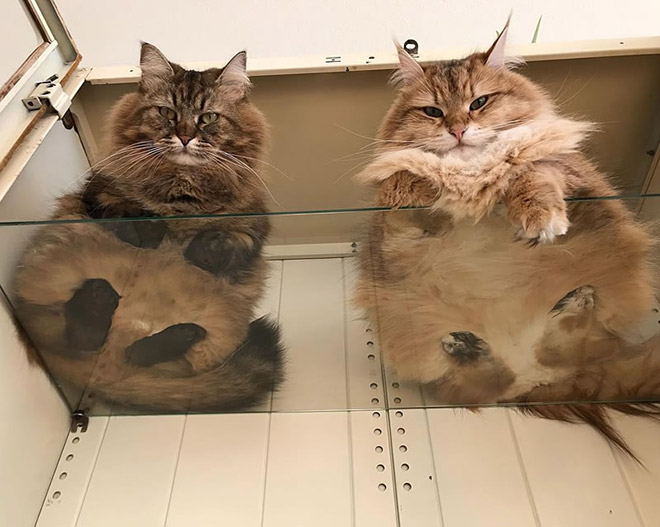Two cats laying on a glass table.