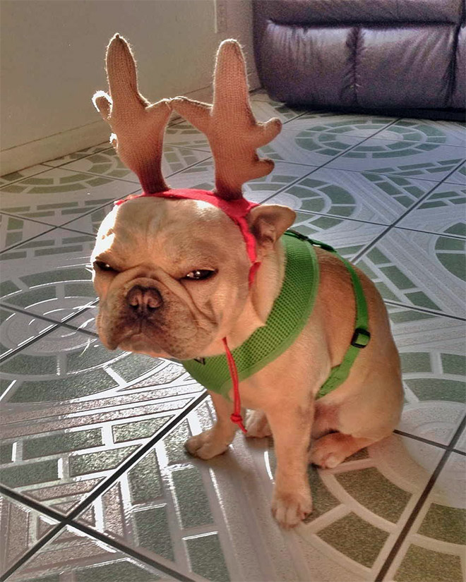 Grumpy reindeer.