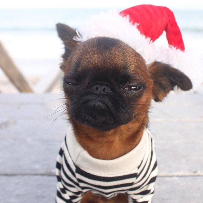 Grumpy dog Santa.