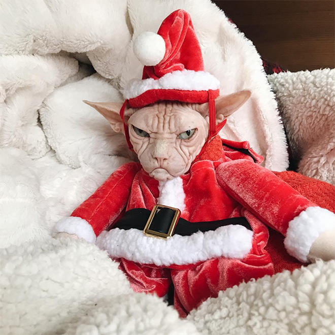 Angry cat Santa.