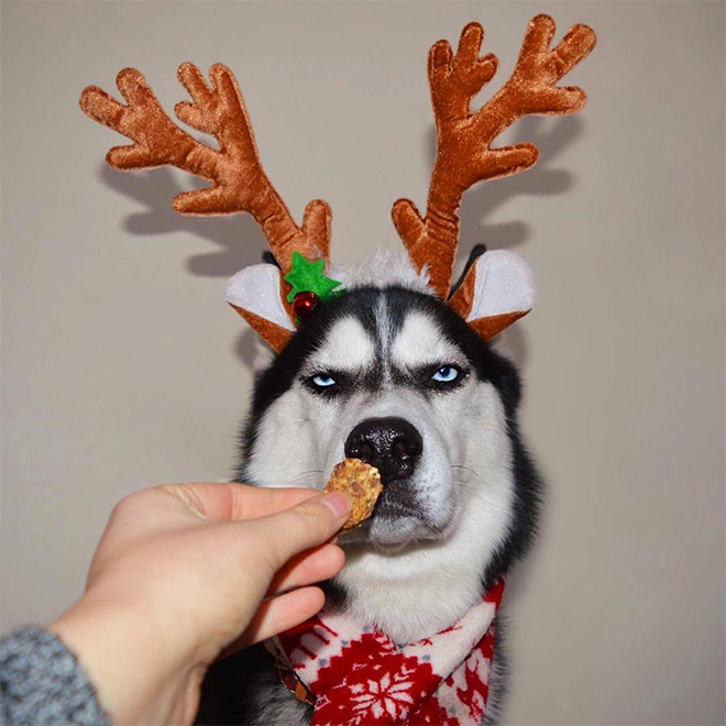 This reindeer hates Christmas.
