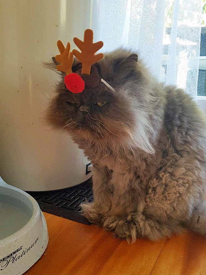 Christmas hating reindeer.