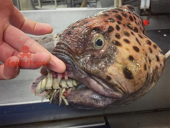 Awkward deep sea fish.
