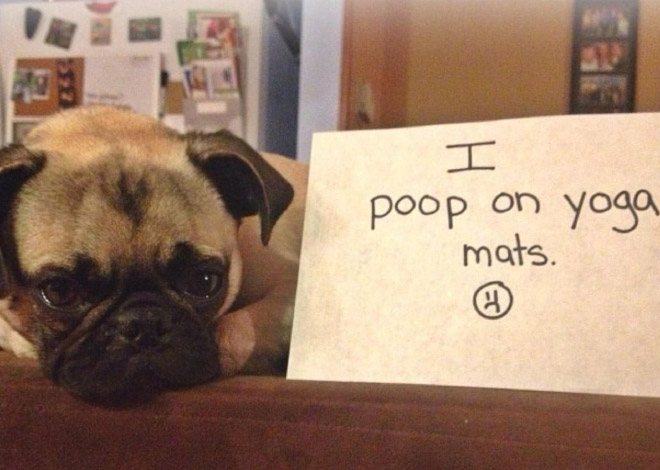 He poops on mats.