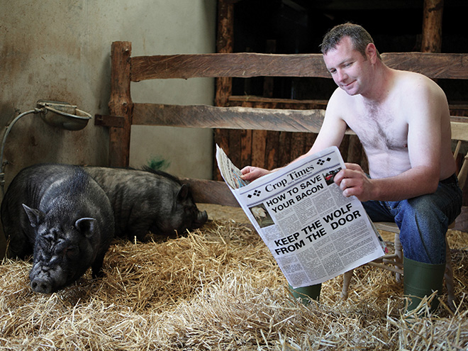 Reading news to the pigs.