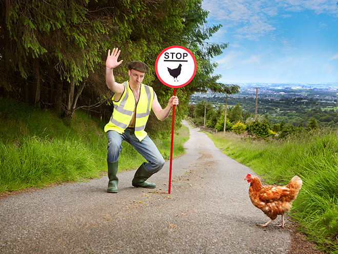 Helping chicken to cross the road.