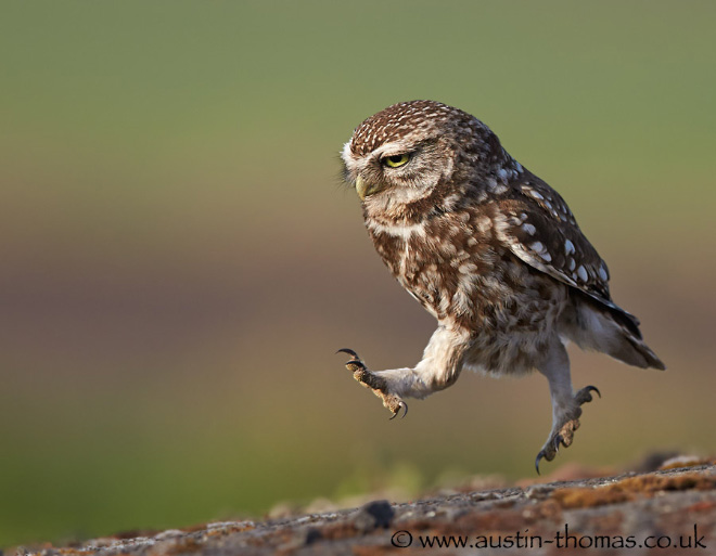 Funny looking walking owl.