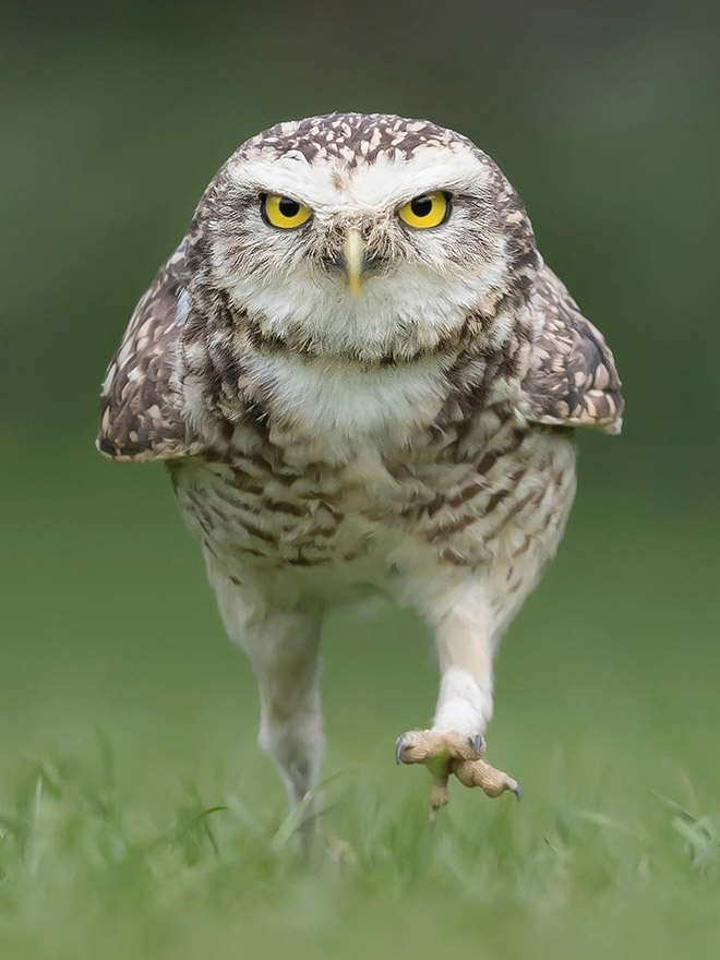 Angry walking owl.