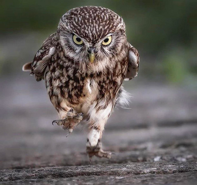 Angry running owl.