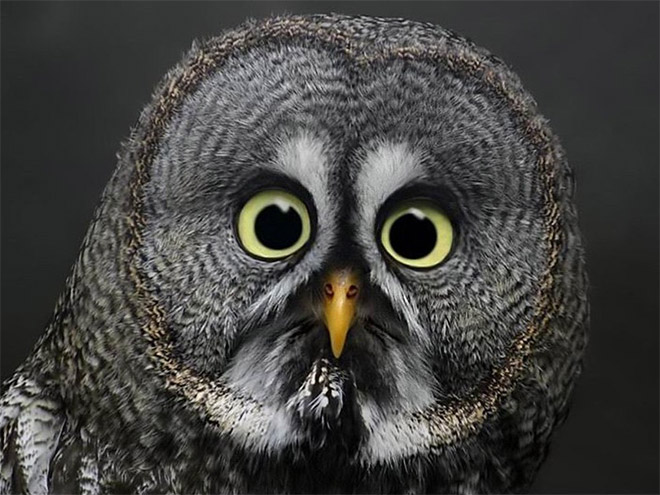 Funny shocked owl.