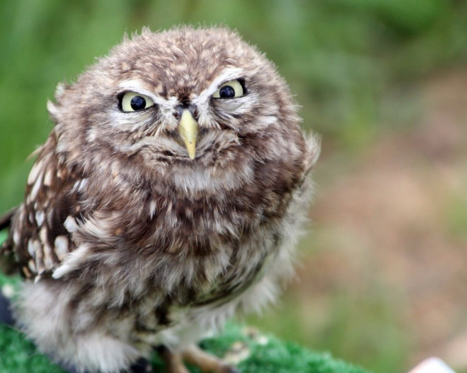 Funny grumpy owl.