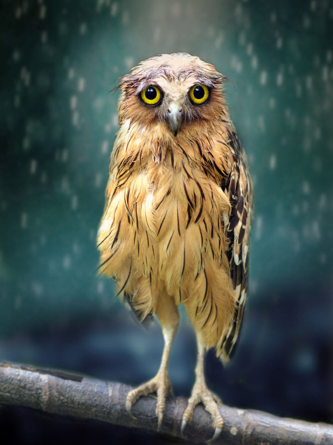 Funny wet owl.