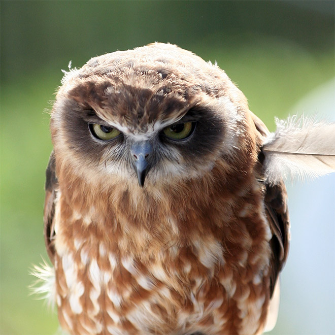Hilariously angry owl.
