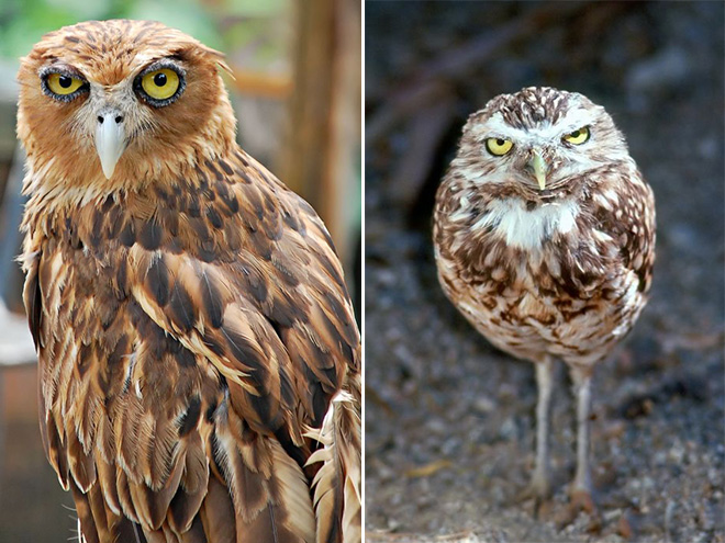 Hilarious angry owls.