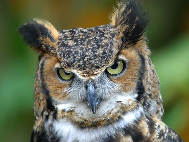 Really angry owl.