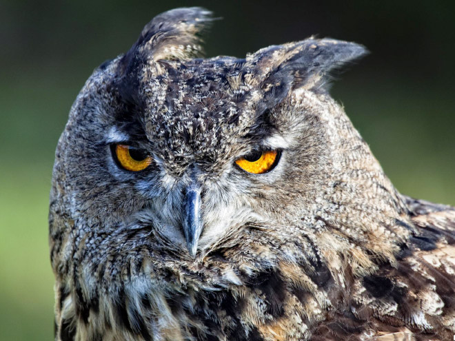 This owl is not amused.