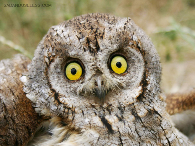 Really shocked owl.