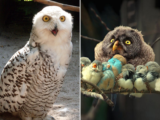 Funny angry owls.