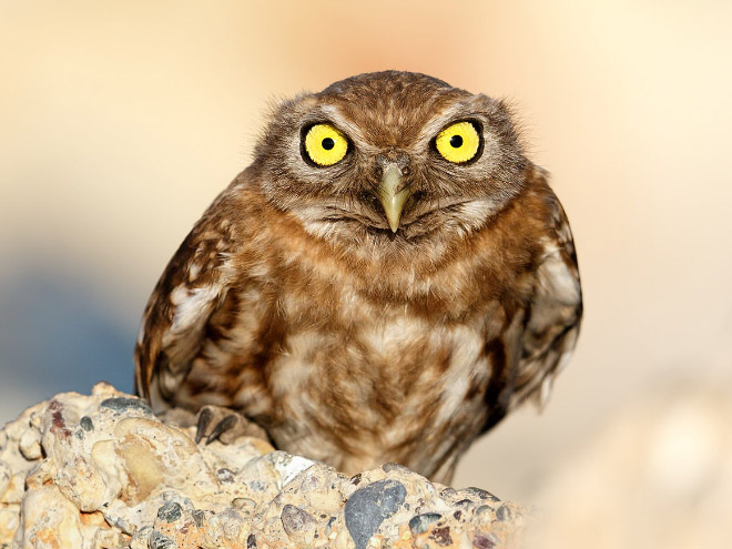 Really pissed off owl.