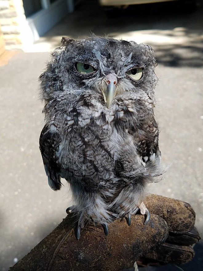 Funny hungover owl.
