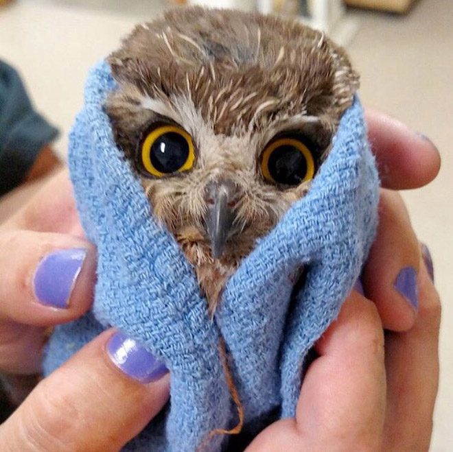Funny angry owl baby.