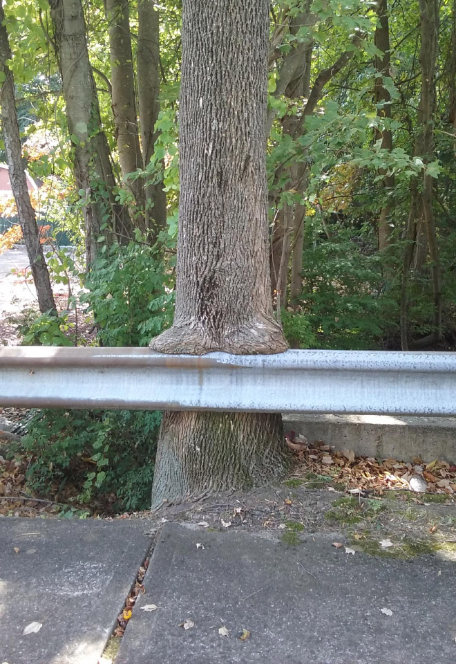 This tree is sitting down. Without pants.