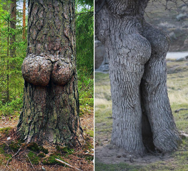 The funniest trees ever.