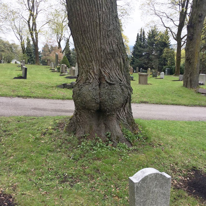 Inappropriate tree in the cemetery.