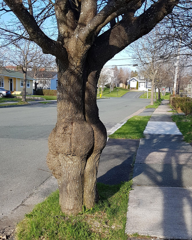 The funniest tree in whole town.