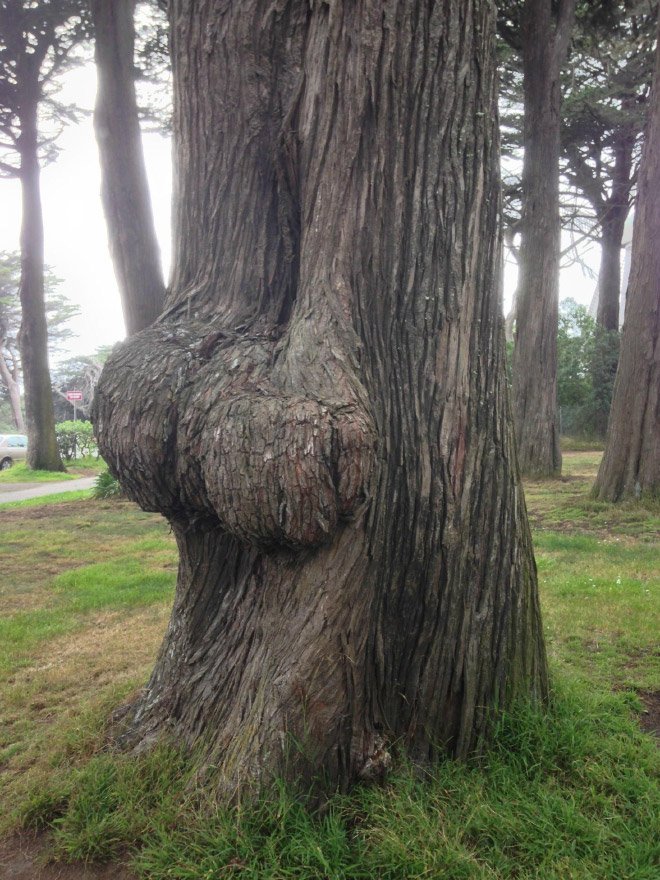 Is this the funniest tree or what?