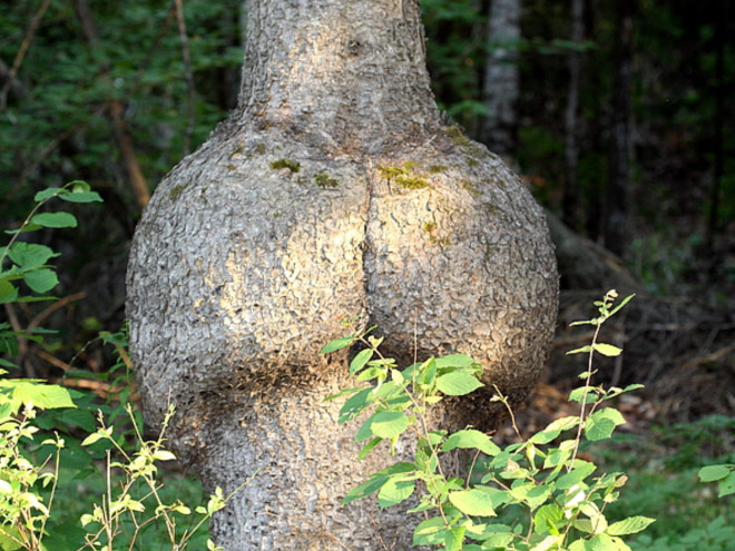 Look at the buns on this tree!