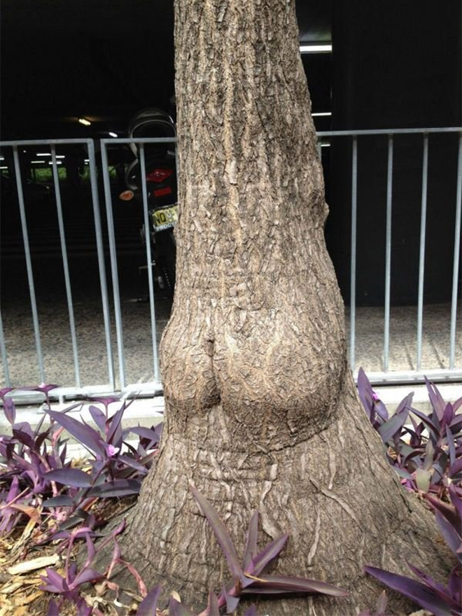 This tree is mooning you.