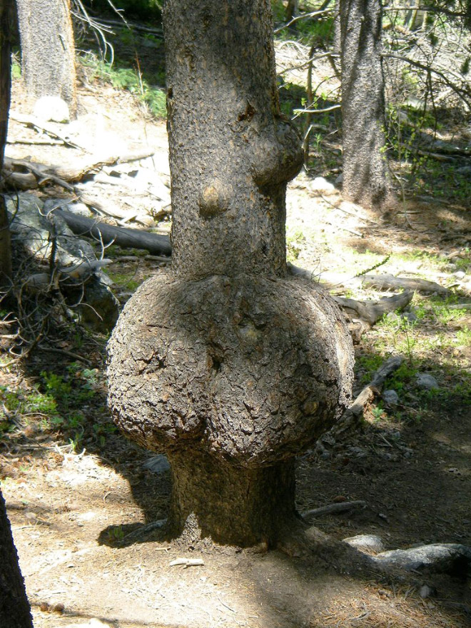 This tree is mooning you. What are you gonna do about it?