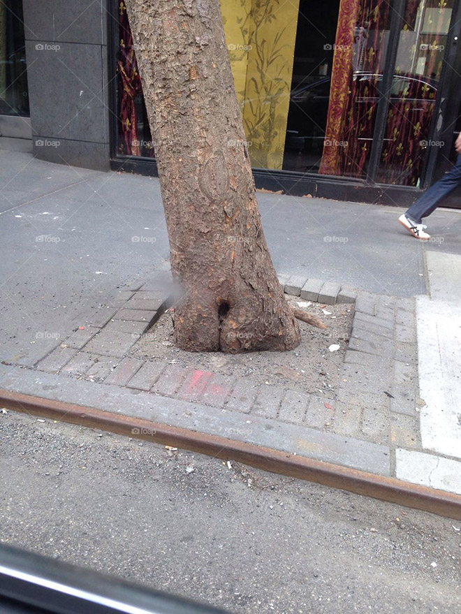 The funniest tree in whole city.