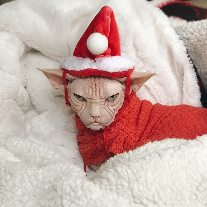He hates Christmas.
