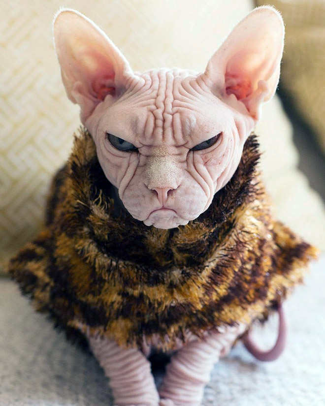 Angriest cat ever.