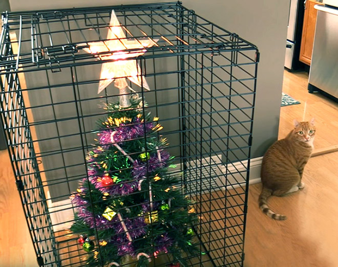 Pet-safe Christmas tree.