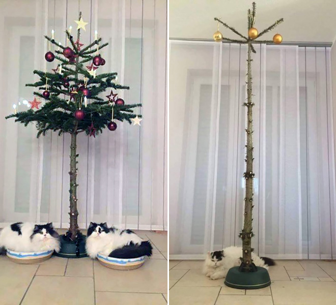 Cat-proofed Christmas trees.