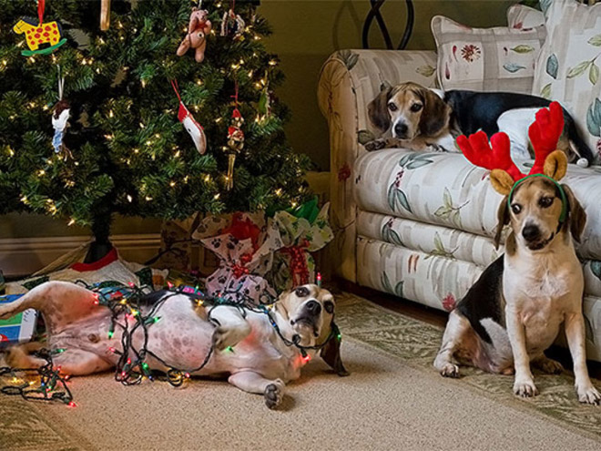 Dogs vs. Christmas tree.