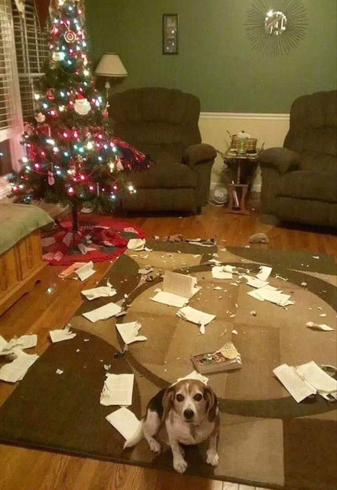 Dog vs. Christmas tree.