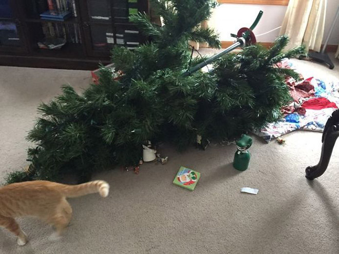 This cat just killed a Christmas tree.