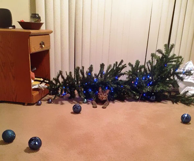 Cat vs. Christmas tree.