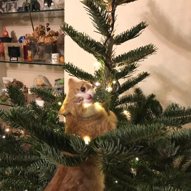 Cat killing a Christmas tree.