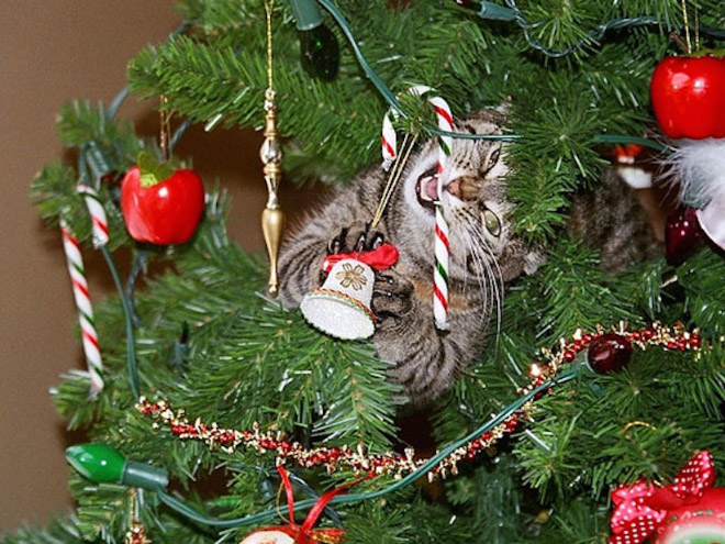 Cat attacking a Christmas tree.