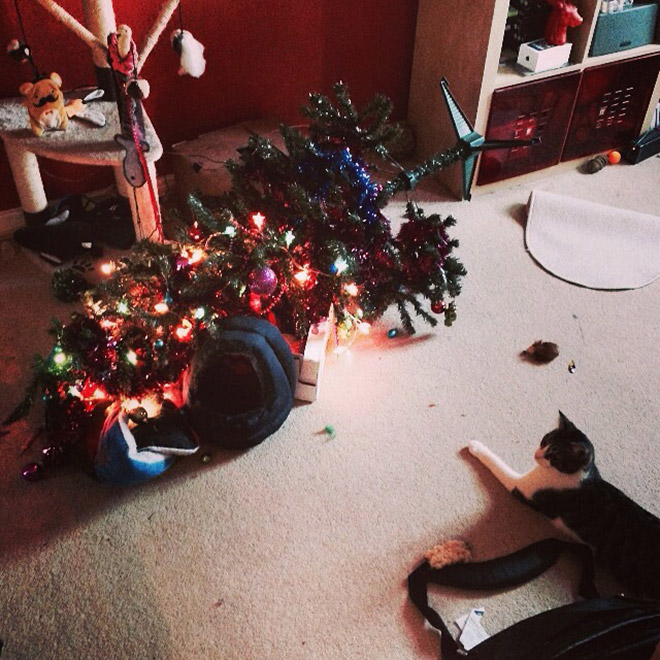 Proud Christmas tree killer.