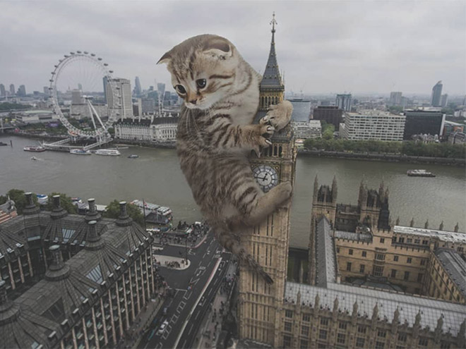 Huge kitten vs. London.