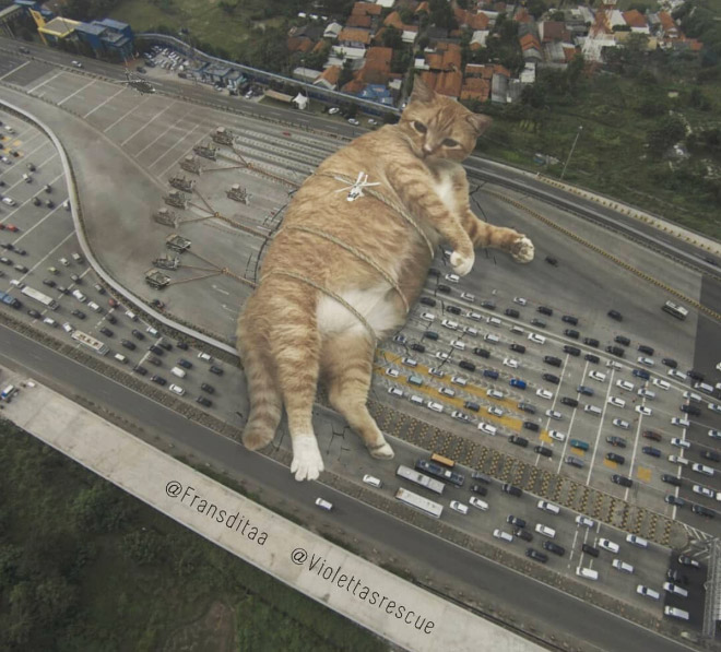 Huge cat blocking the traffic.